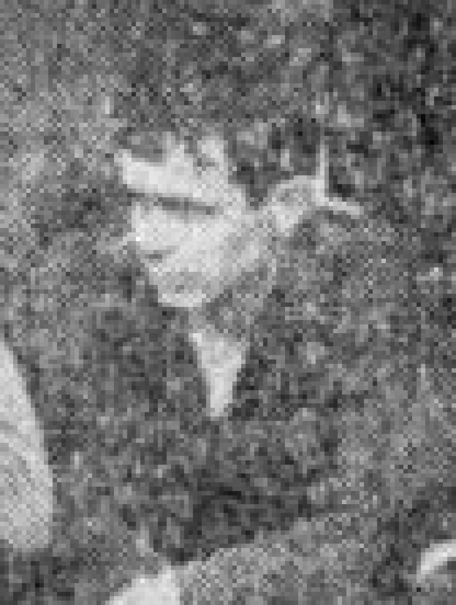 Горбунов Николай, Фото